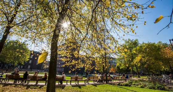 Sun shining through a tree's leaves on campus.